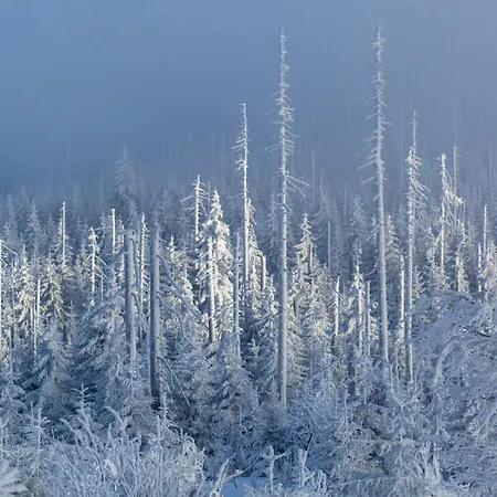 Im Bayerischen Wald - 