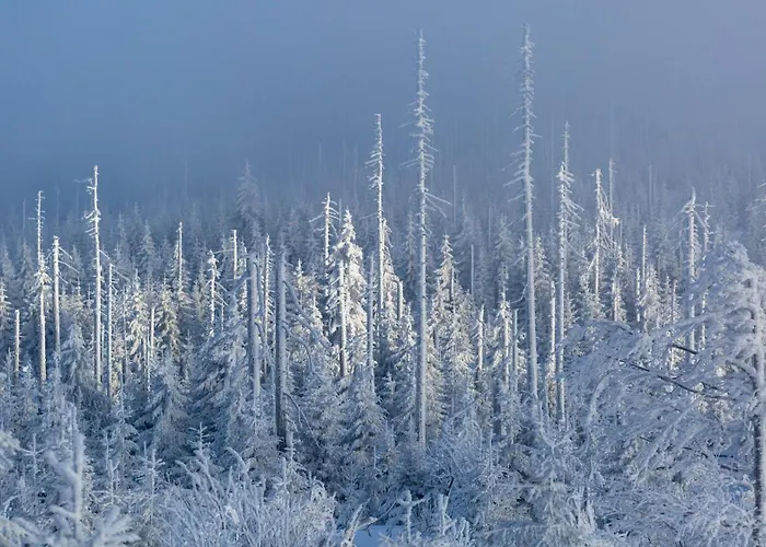 Im Bayerischen Wald - 