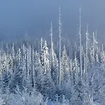 Im Bayerischen Wald - 