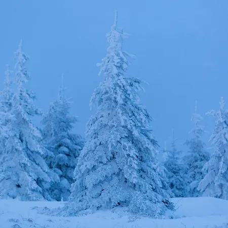 Im Bayerischen Wald - 