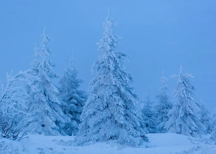 Im Bayerischen Wald - 